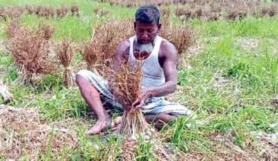 ফলন ভালো হলেও ভালো দাম পাচ্ছে না রসুন চাষীরা