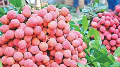দিনাজপুরের বেদানা লিচুসহ ২৪ পণ্য পেল জিআই সনদ