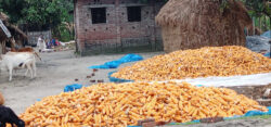 বোচাগঞ্জে বৈশাখী ঝড়ে ভুট্টা চাষীদের স্বপ্ন ভঙ্গ