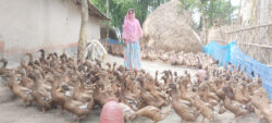 পাঁচবিবিতে হাঁস পালনে স্বাবলম্বী মিনারা বেগম