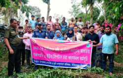 চিরিরবন্দরে নার্সারিতে অভিযানে পরিবেশ বিরোধী ইউক্যালিপ্টাস-আকাশমনি চারা ধ্বংস